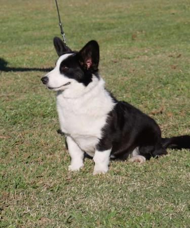 Welsh Corgi (Cardigan) for sale by REDMELVEN