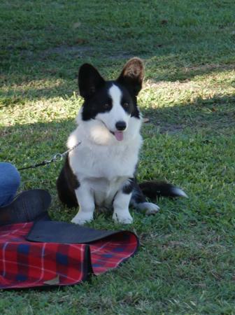 Welsh Corgi (Cardigan) for sale by REDMELVEN