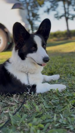 Welsh Corgi (Cardigan) for sale by REDMELVEN