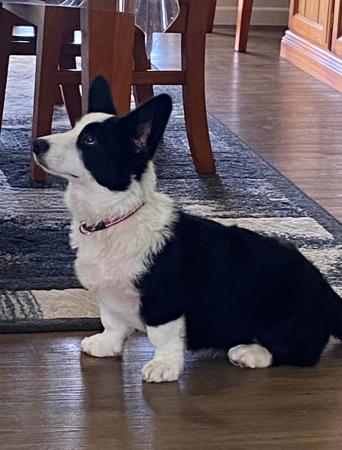 Welsh Corgi (Cardigan) for sale by REDMELVEN