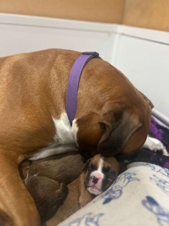 Boxer puppy for sale by ANGELPARK