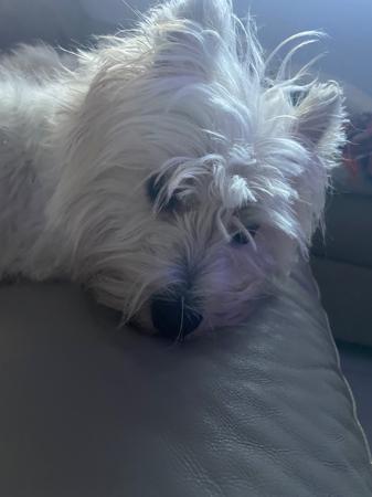 West Highland White Terrier for sale by JEMMSTAR