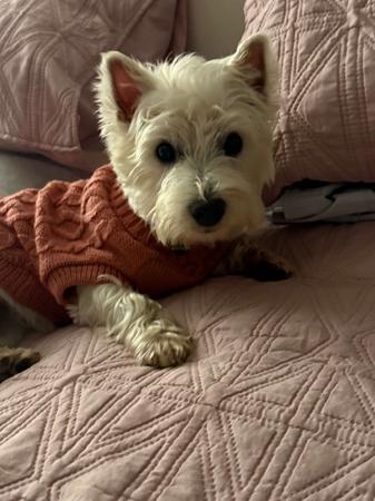 West Highland White Terrier puppy for sale by JEMMSTAR