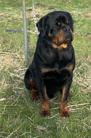 Rottweiler for sale by DIAMONDEFORT