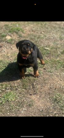 Rottweiler for sale by DIAMONDEFORT