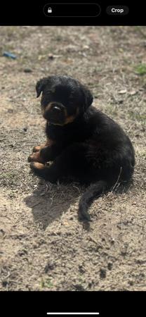 Rottweiler for sale by DIAMONDEFORT