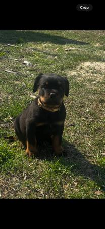 Rottweiler for sale by DIAMONDEFORT