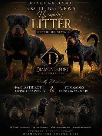 Rottweiler puppy for sale by DIAMONDEFORT