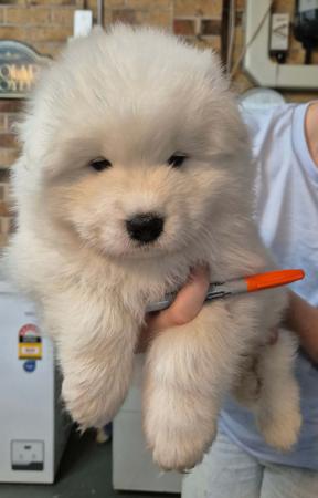 Samoyed puppy for sale by APOLAR