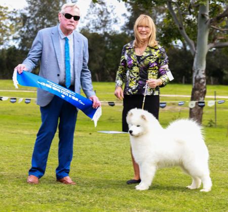 Apolar Whats Up Pussy Cat Samoyed