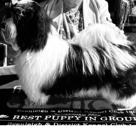 Havanese puppy for sale by SEASIDEPAK