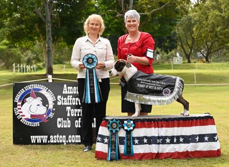 American Staffordshire Terrier for sale by AMSTARFX