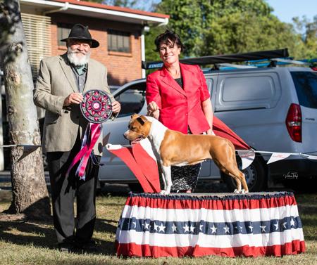 American Staffordshire Terrier for sale by AMSTARFX