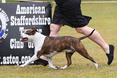 American Staffordshire Terrier for sale by AMSTARFX