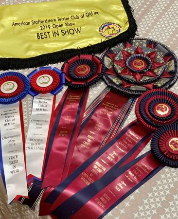 American Staffordshire Terrier for sale by AMSTARFX