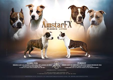 American Staffordshire Terrier puppy for sale by LOCKWICK