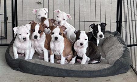 American Staffordshire Terrier puppy for sale by LOCKWICK