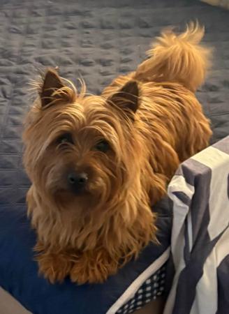 Australian Terrier for sale by TUCKOMBIL