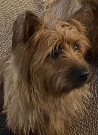 Australian Terrier for sale by TUCKOMBIL