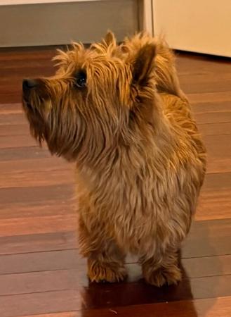 Australian Terrier for sale by TUCKOMBIL