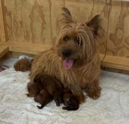 Australian Terrier for sale by TUCKOMBIL
