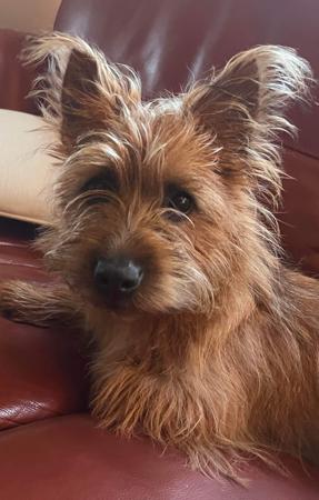 Australian Terrier for sale by TUCKOMBIL