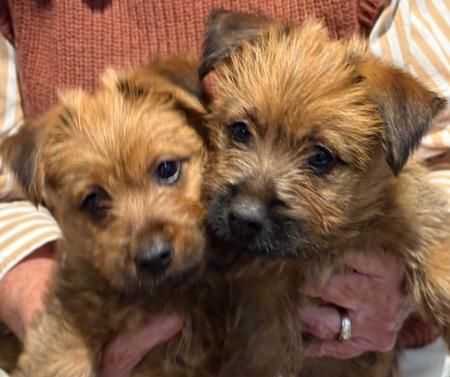 Australian Terrier puppy for sale by TUCKOMBIL
