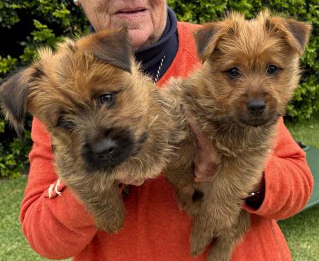 Australian Terrier puppy for sale by TUCKOMBIL