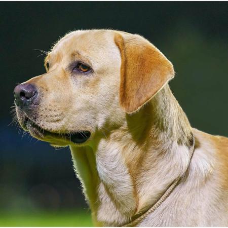 Labrador Retriever for sale by STORMRISING
