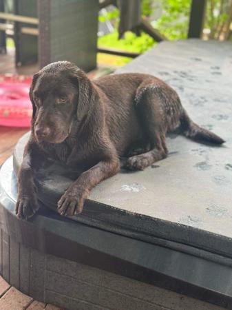 Labrador Retriever for sale by STORMRISING