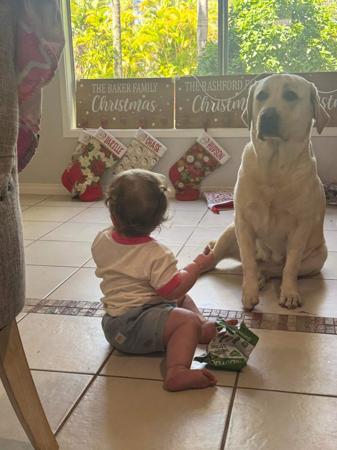 Labrador Retriever for sale by STORMRISING