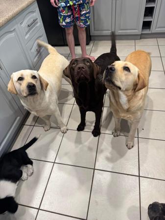 Labrador Retriever for sale by STORMRISING