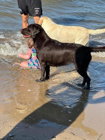 Labrador Retriever for sale by STORMRISING