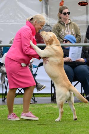 Labrador Retriever for sale by STORMRISING
