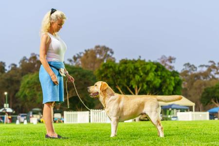 Labrador Retriever for sale by STORMRISING