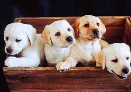 Labrador Retriever for sale by STORMRISING