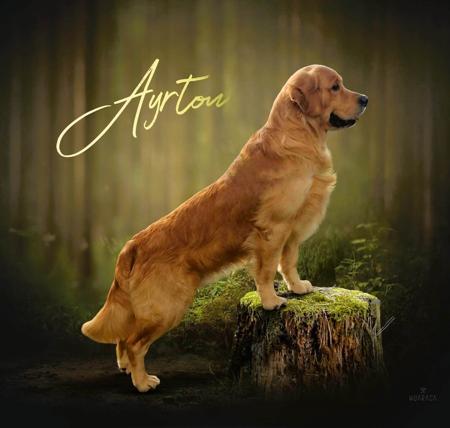 Golden Retriever for sale by BECKYMARSHALL