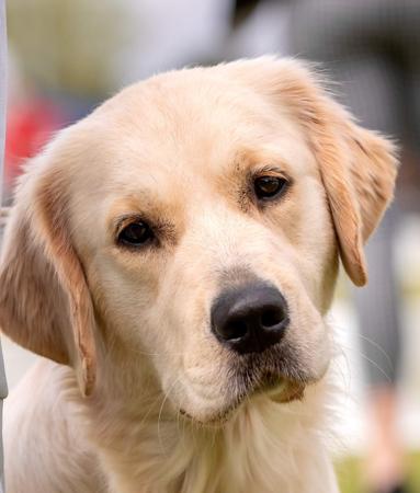 Golden Retriever for sale by DAYZEECHAYN