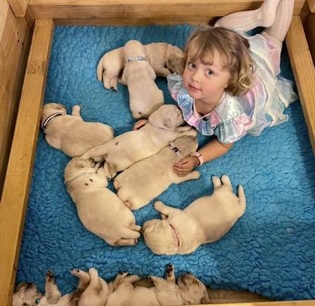 Golden Retriever for sale by DAYZEECHAYN