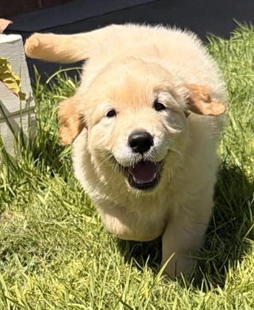 Golden Retriever for sale by DAYZEECHAYN