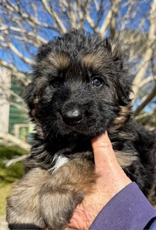 German Shepherd Dog (Long Stock Coat) for sale by AMBERG