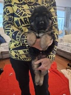 German Shepherd Dog (Long Stock Coat) for sale by AMBERG