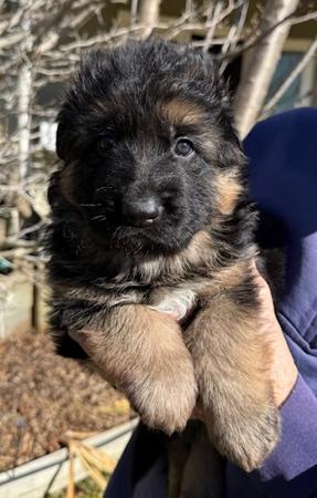 German Shepherd Dog (Long Stock Coat) for sale by AMBERG