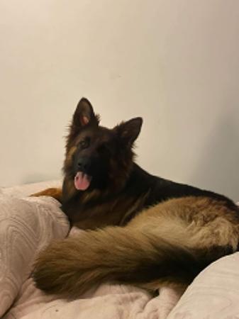German Shepherd Dog (Long Stock Coat) for sale by AMBERG