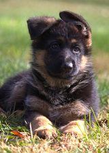 German Shepherd Dog (Long Stock Coat) for sale by AMBERG