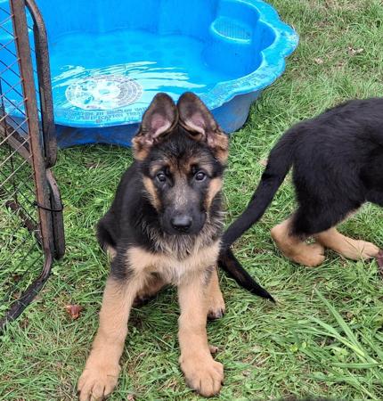 German Shepherd Dog puppy for sale by AMBERG