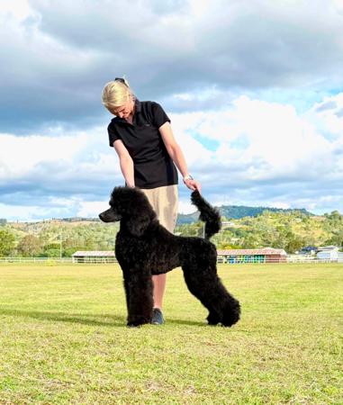 Evoluer Valentino Black Tie Poodle (Standard)