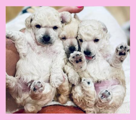 Poodle (Toy) for sale by AVONTI