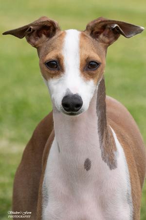 Italian Greyhound for sale by AVONTI