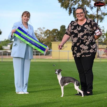 Italian Greyhound for sale by AVONTI